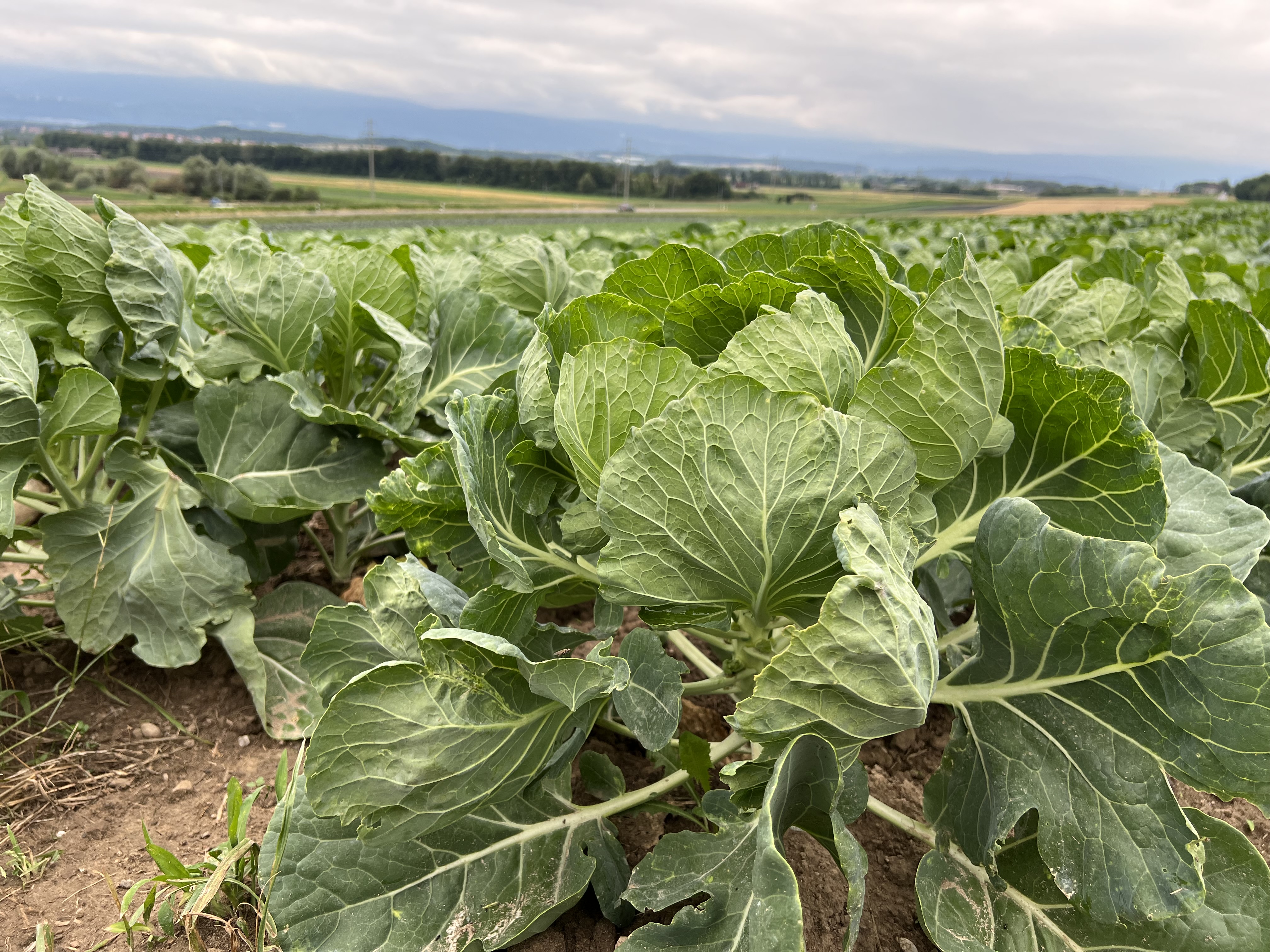 Bild Rosenkohlpflanze