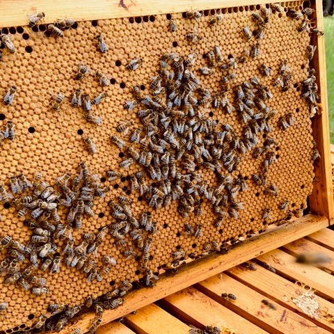 Product, Bienen Glanzmann Lieferant
