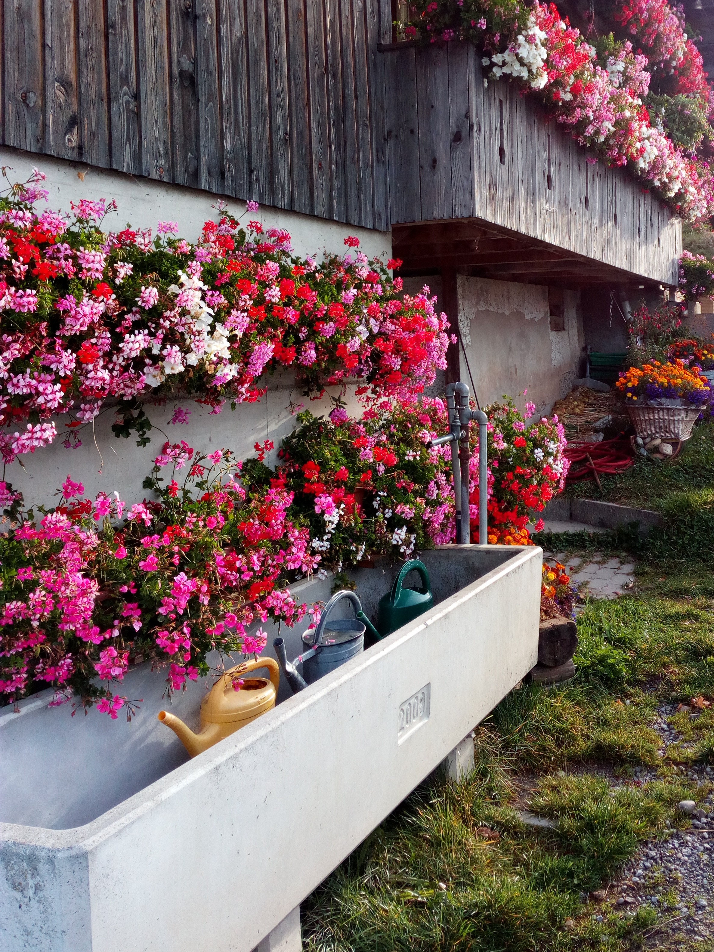 Rämisgummen Geranienfront