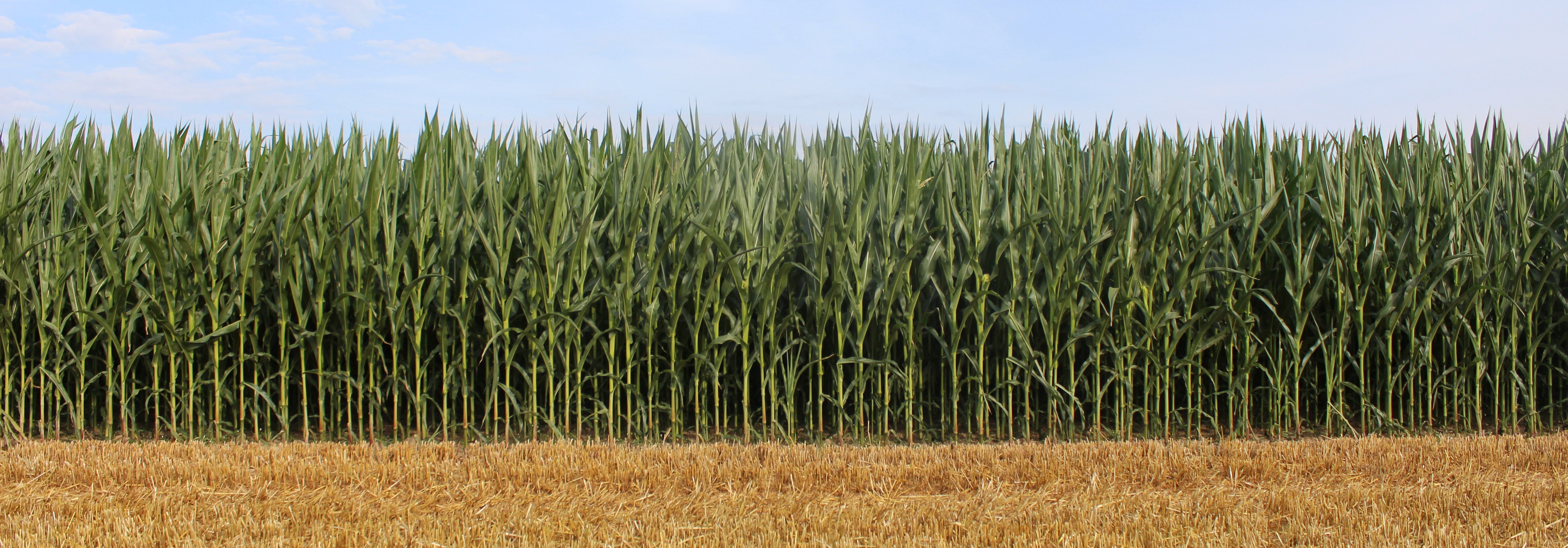 Mais vollständig ausreifen lassen