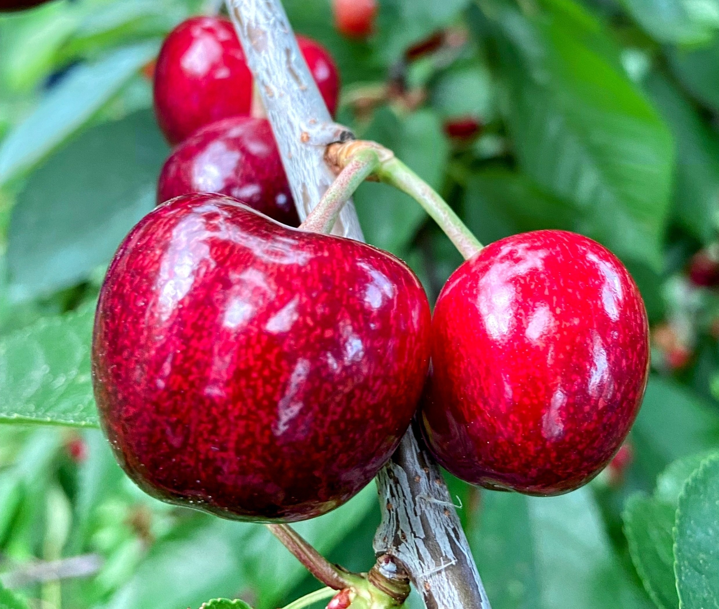 Foto Kirsche am Blatt