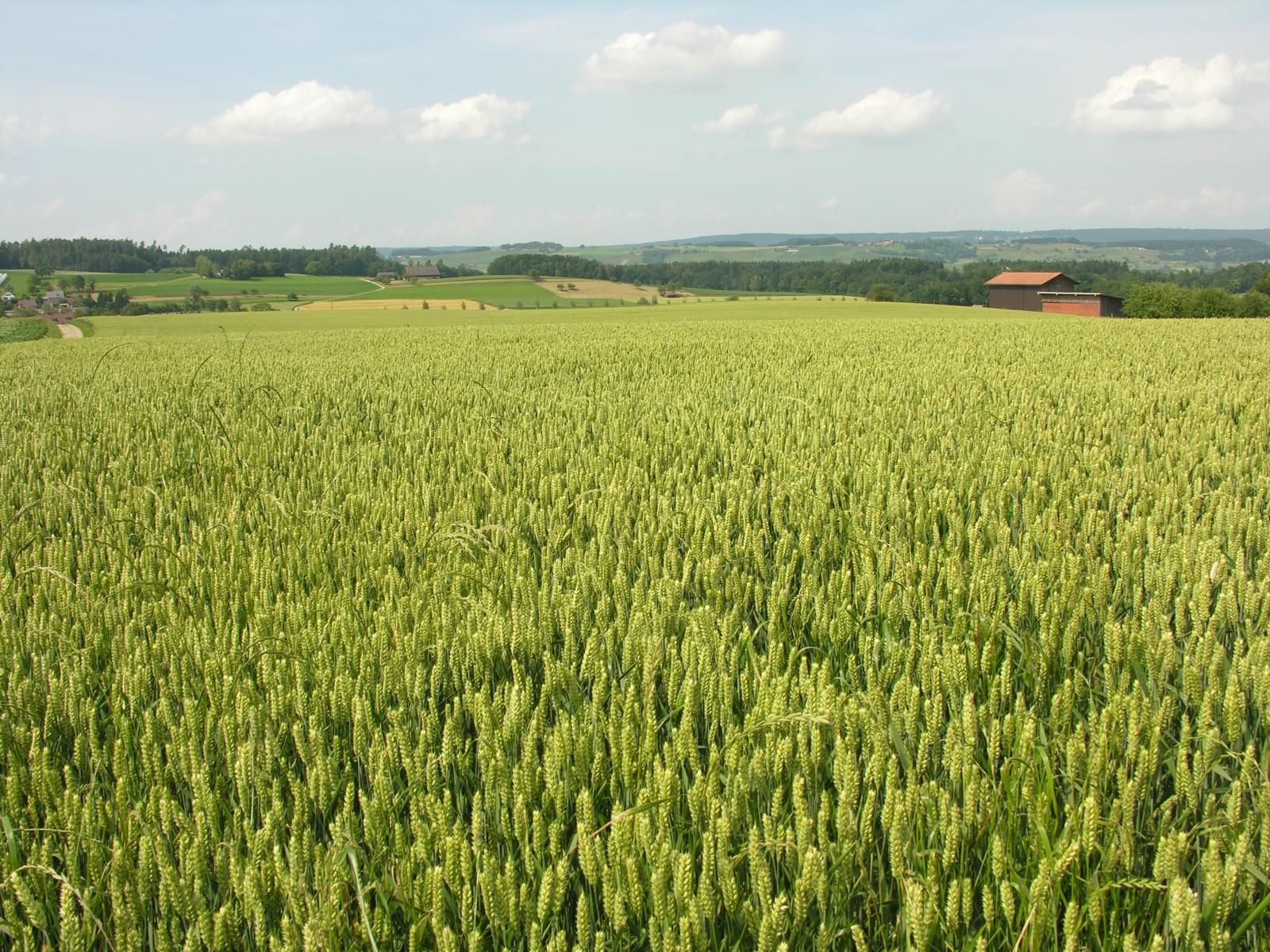 Getreide- und Ölsaatenernte