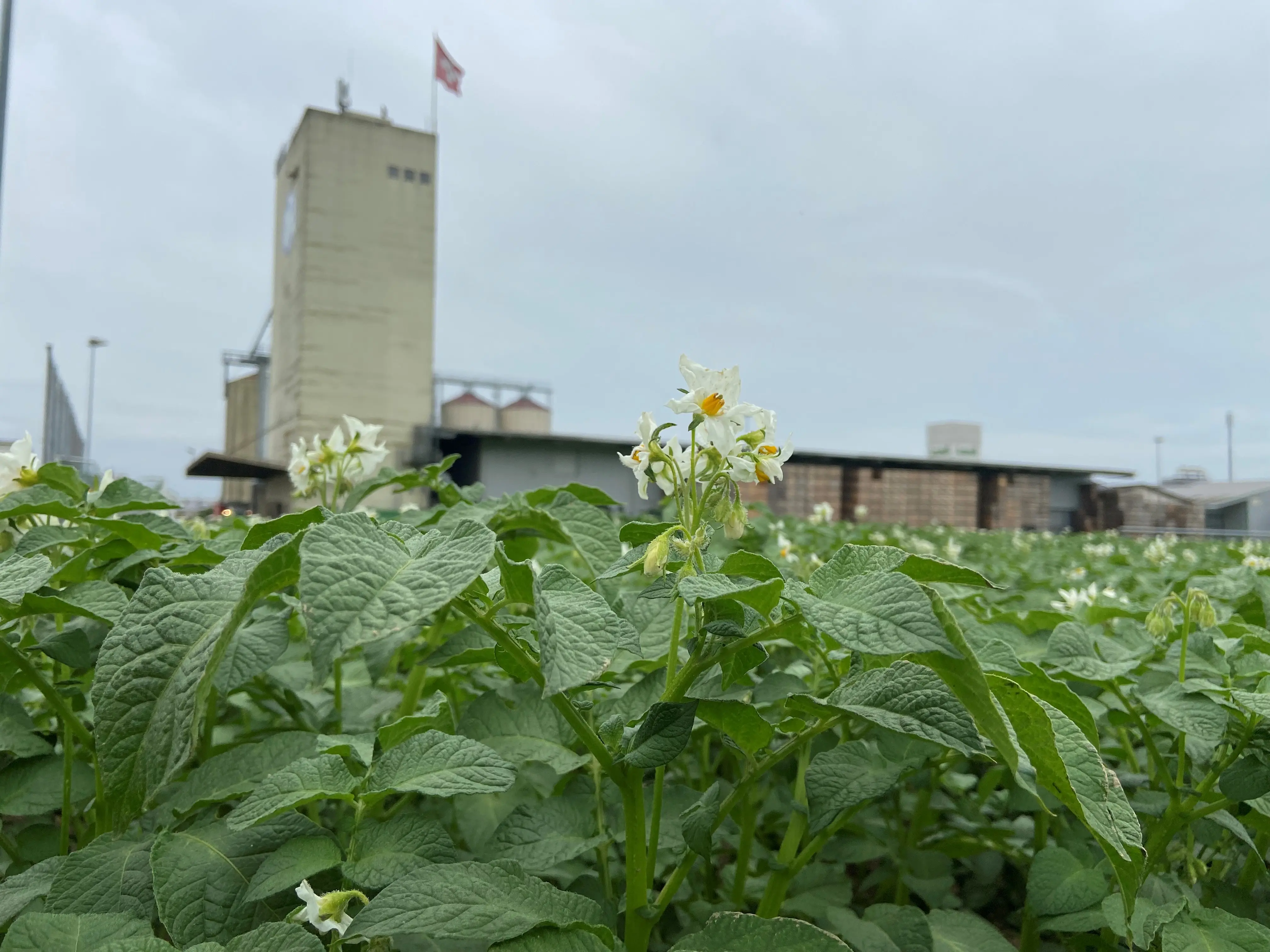 Flurbegehung Kartoffeln in Oberwil (Dägerlen)