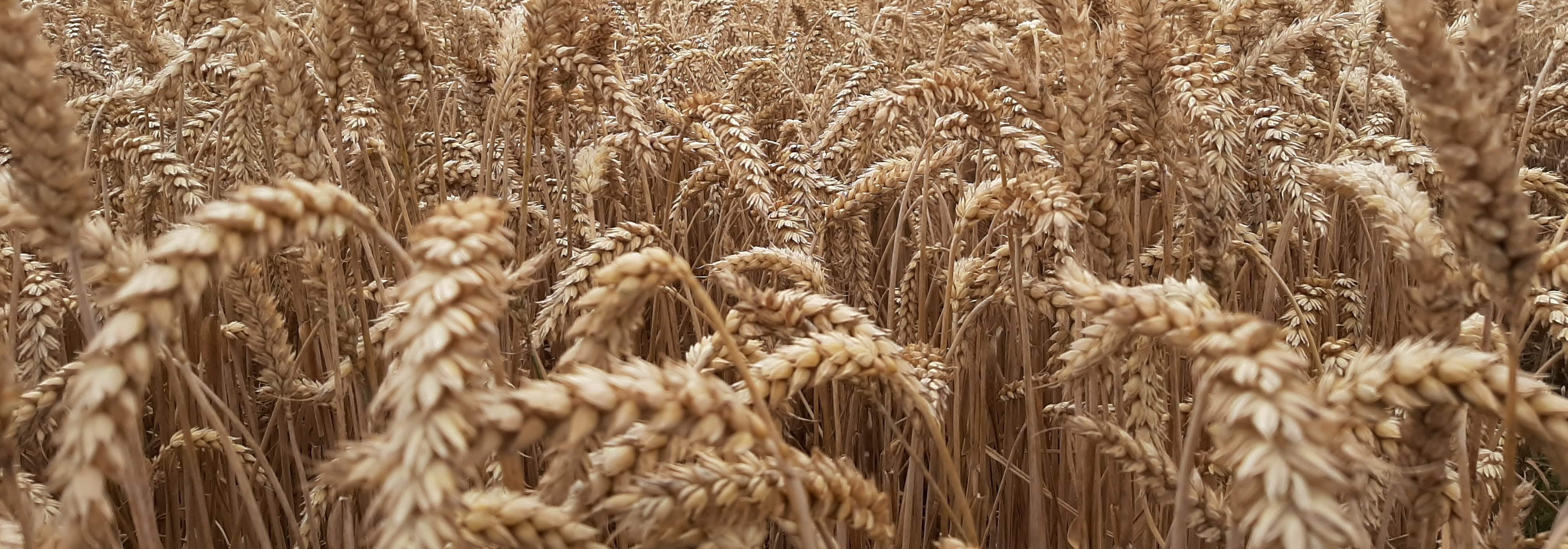 Marktgerechte Preise, verlässliche Auszahlung und transparente Abrechnung