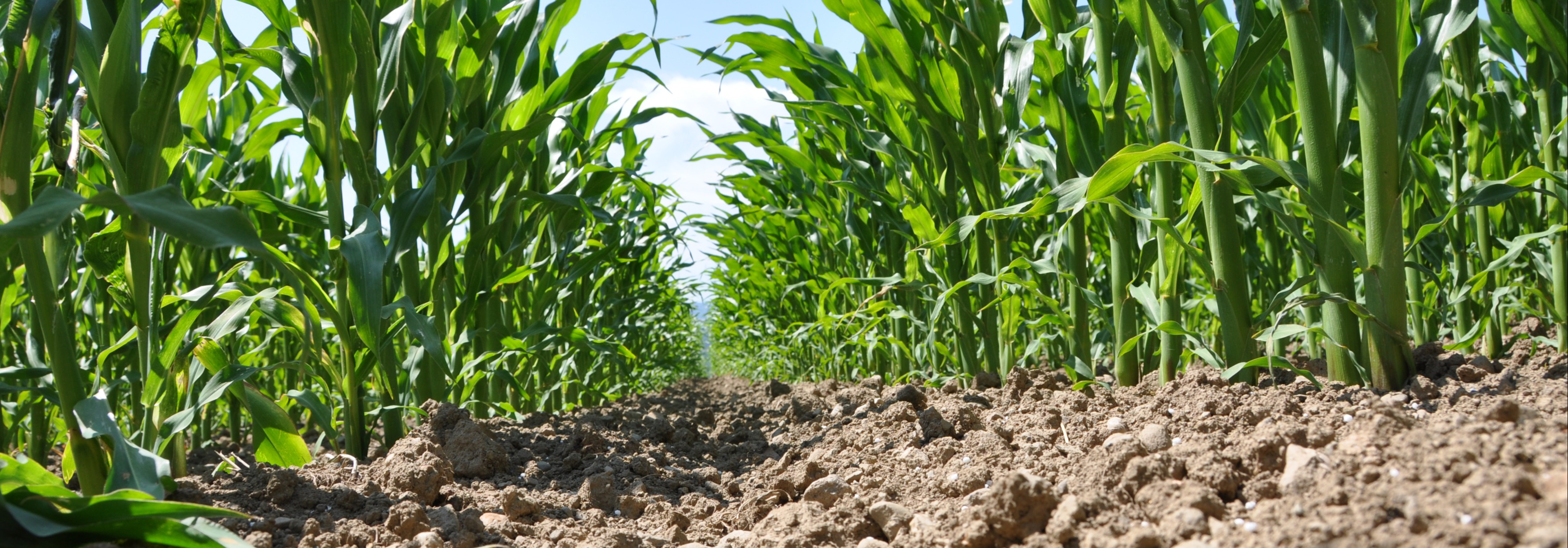 Die richtige Maissorte wählen