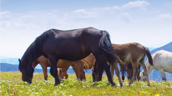 Flyer Pferdeanlass.PNG