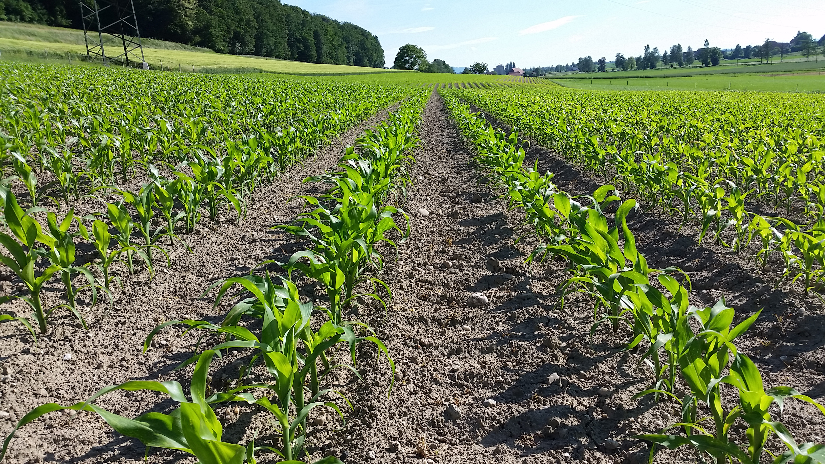 Rechtzeitig aussäen