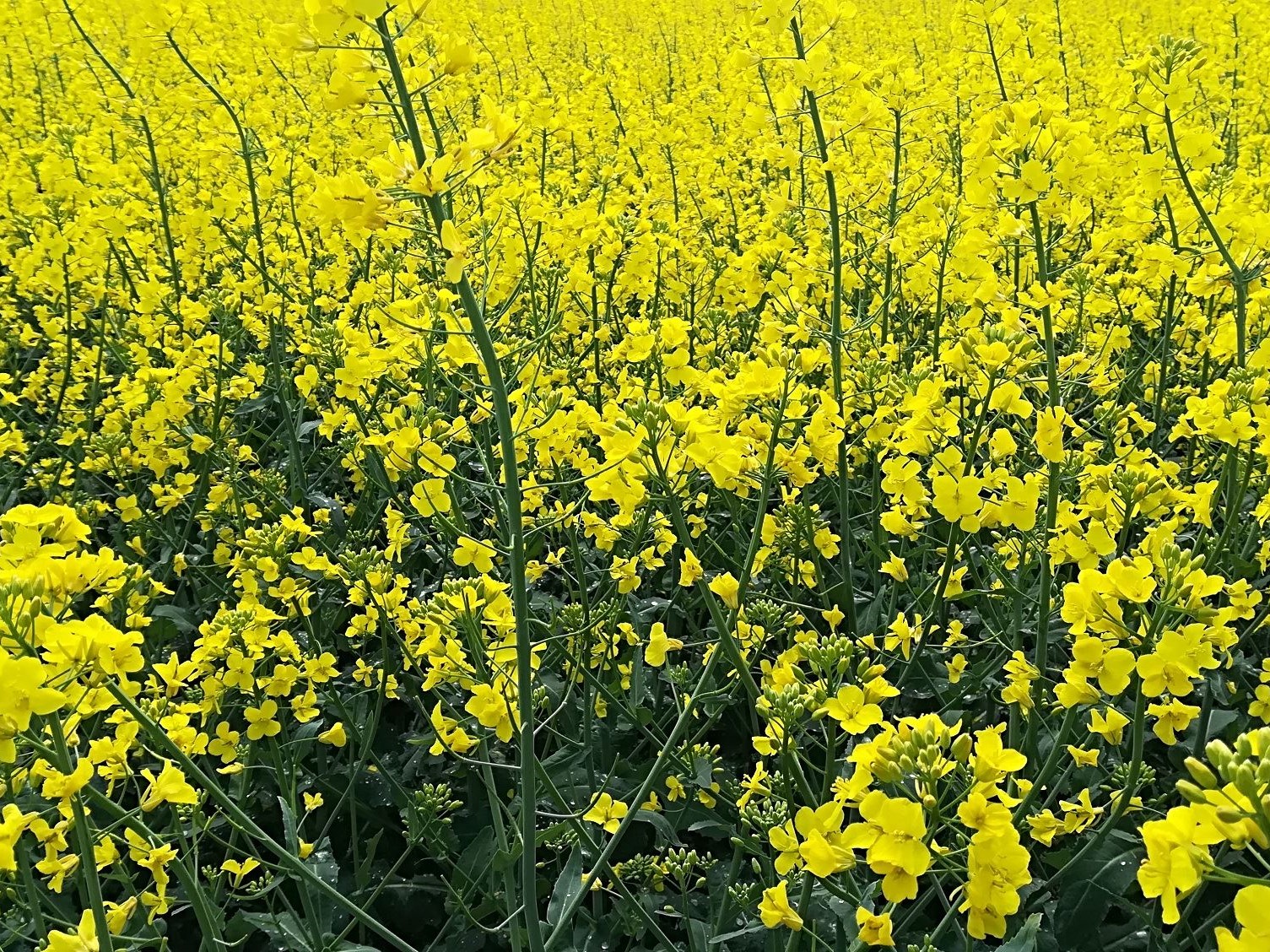 Rapsfeld in Büte_4zu3.jpg