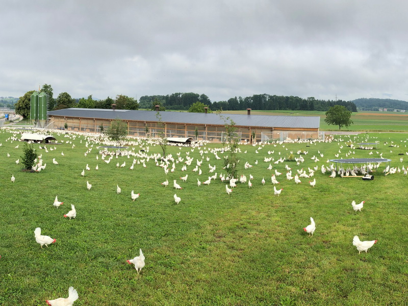 Foto Christoph Herren Eier