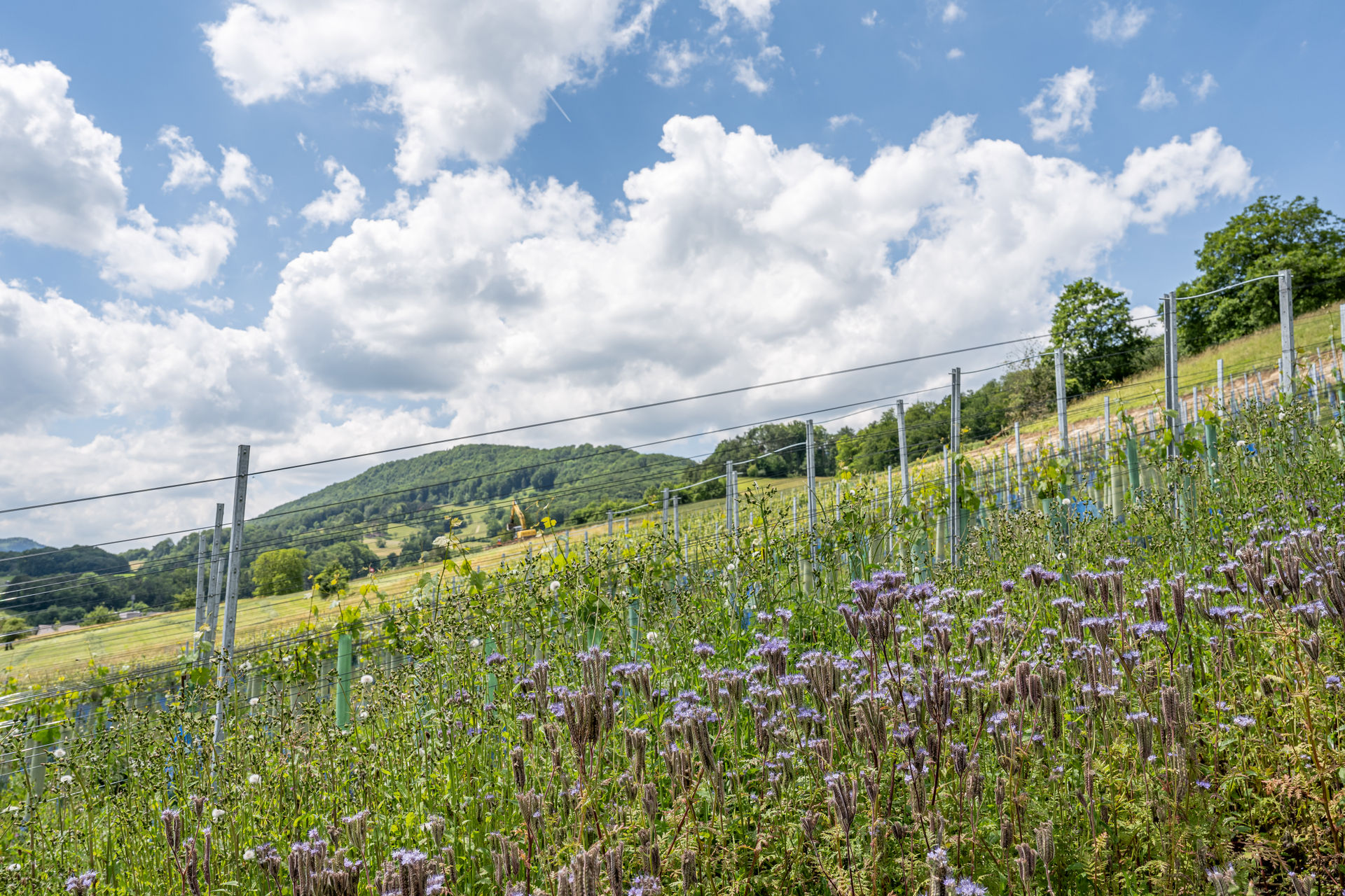 Wehrli Weinbau Reben