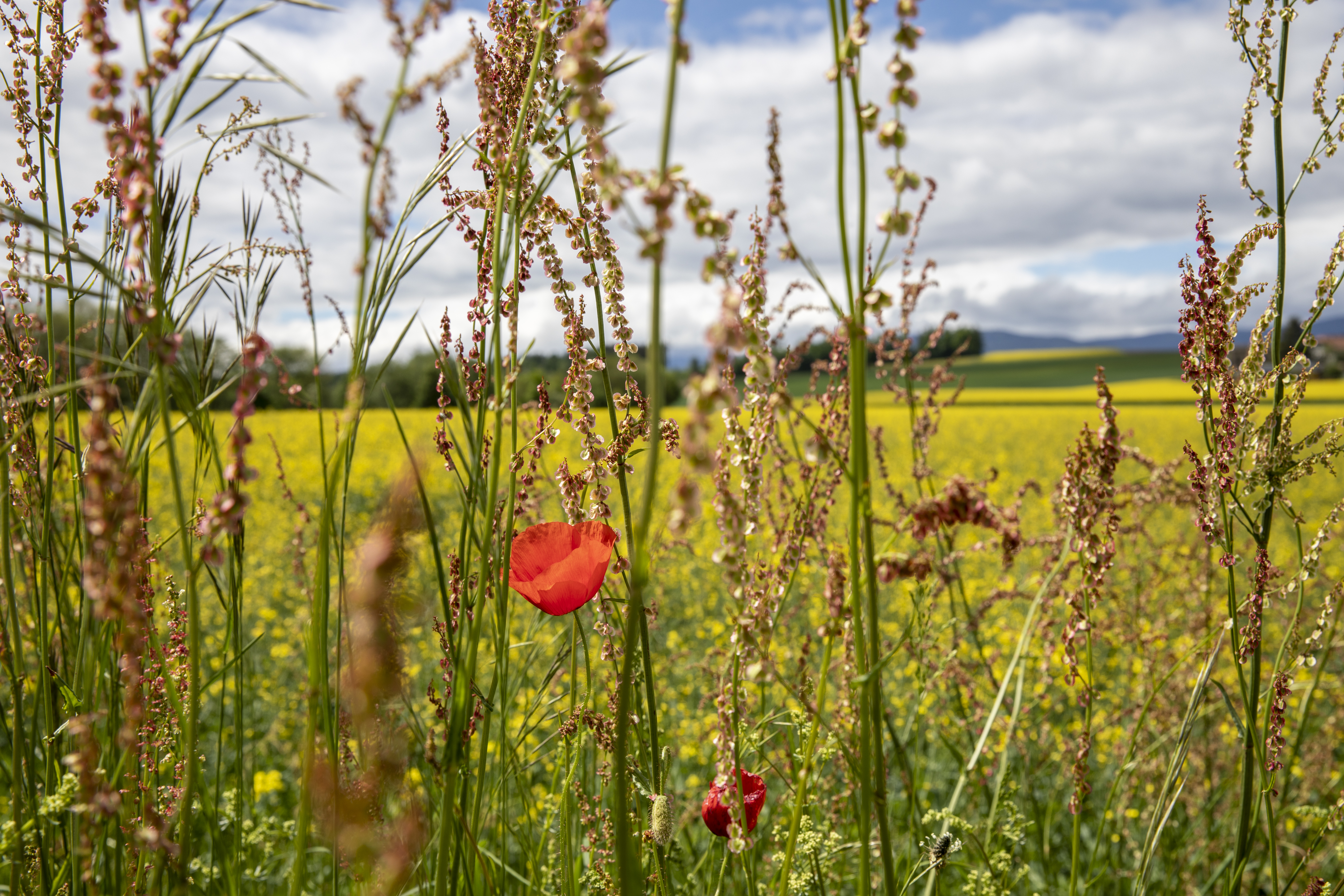 Feld, Blumen