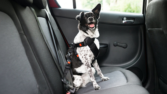 The Best Cars for Dogs in 2026