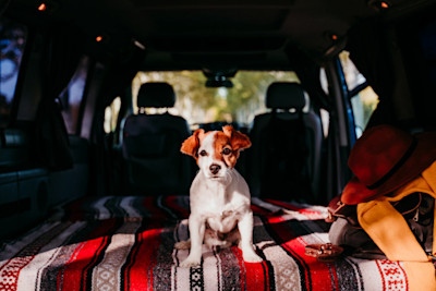 The Best Cars for Dog Owners 2025
