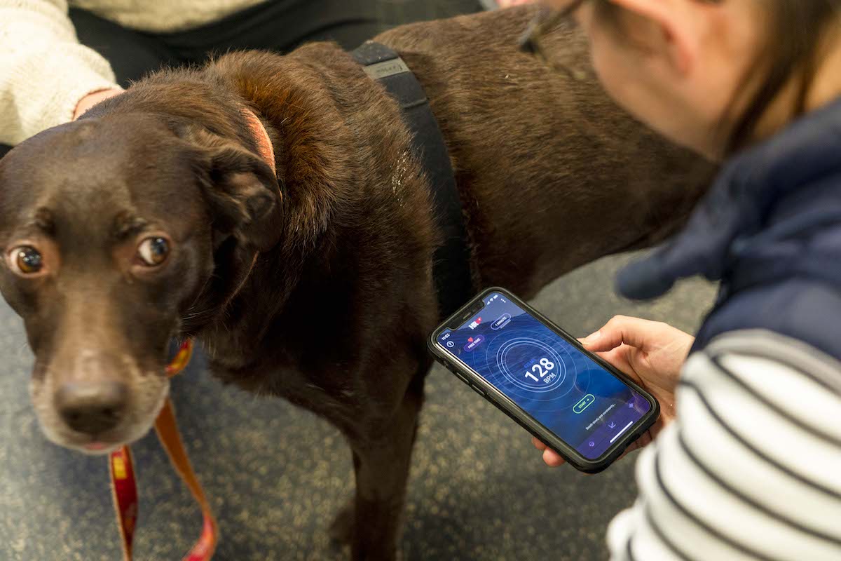 Dogs and EVs study labrador with heart rate monitor