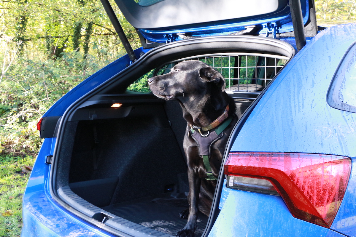 Black dog in blue car in sun looking out eyes closed