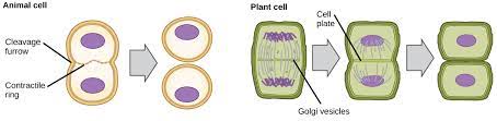 The diagram shows division of cytoplasm in animal cell and plant cell