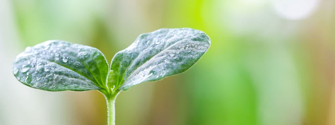 photosynthesis banner