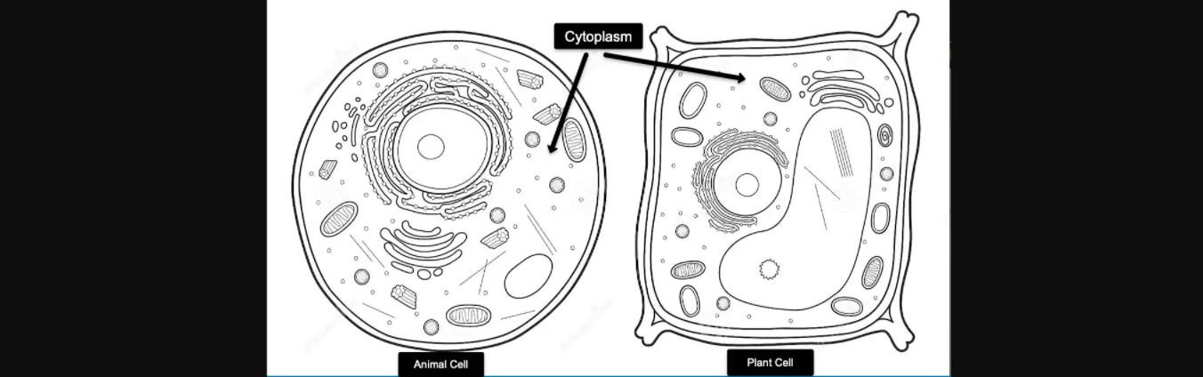 Cytoplasm: Definition, Types, Components, Structure