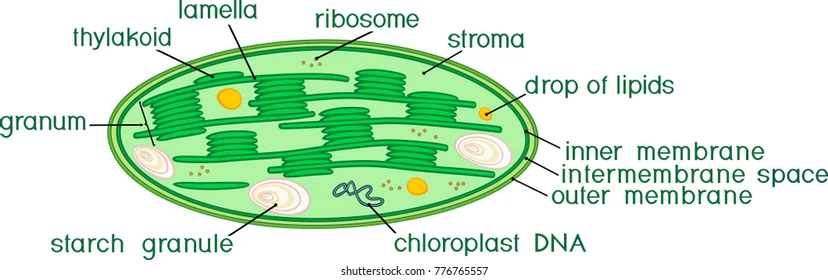 Chloroplasts In Plants- Everything That You Must Know