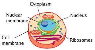 Location of cytoplasm in a cell