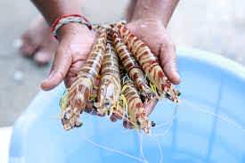 The picture portrays crustacean culture.