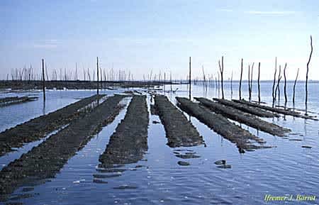 The picture portrays invertebrate culture.