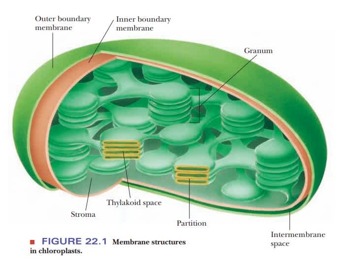 photosynthesis site of leaf