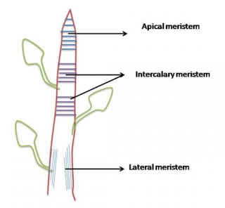 meristematic tissue parts