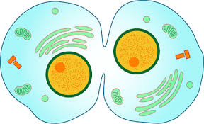 Animal cell divides by cell furrow method of cytokinesis