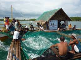 Marine Aquaculture