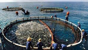 People Active in Mariculture