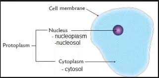 Cytoplasm diagram