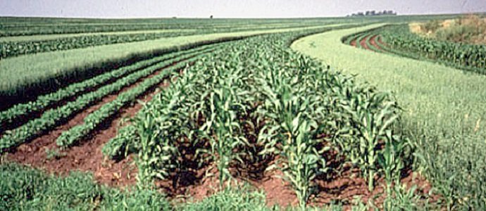 Intercropping: Types, Ideas, Benefits