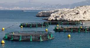 Mariculture