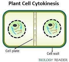 Plant cell divides plate method of cytokinesis