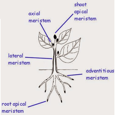 location of meristematic tissue in plants