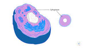 Cytoplasm in a cell