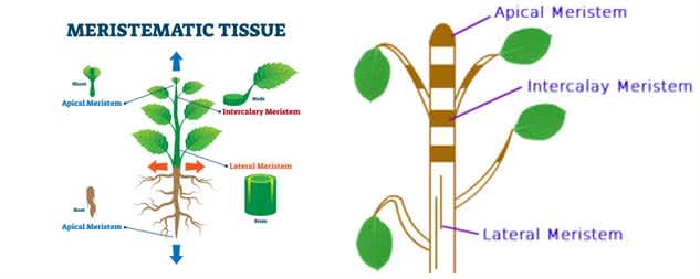 meristematic tissue diagram
