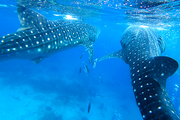 Meet the Whale Sharks