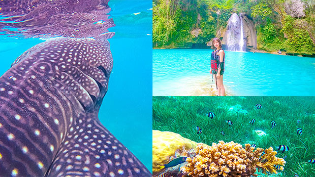 Whaleshark + Sumilon + Kawasan Falls