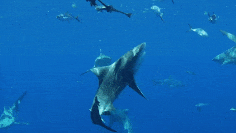 Καρχαριομάχος εργασίας.