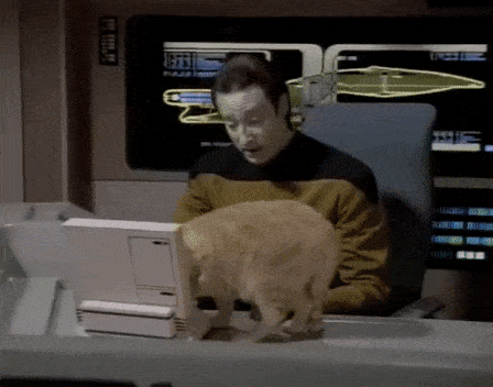 Είπαμε: τη γάτα στο άλλο δωμάτιο.