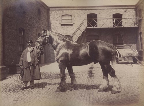 Black and white photograph of a drayman with horse at St James's Gate.