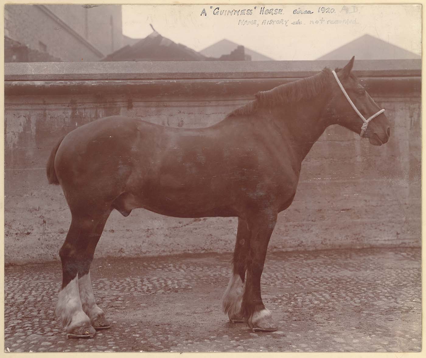 Black and white photograph of a Guinness House.