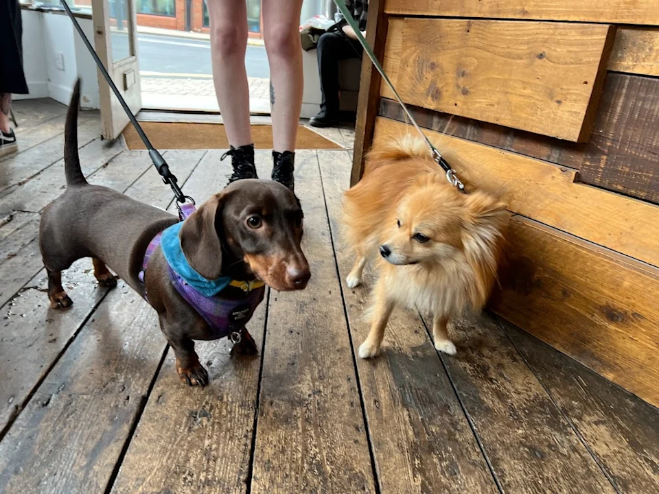 Dogs are welcome at Stage