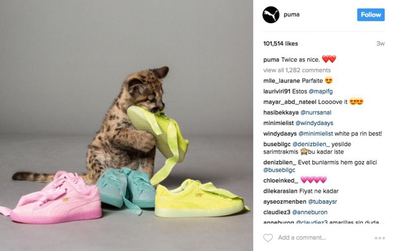 Puma