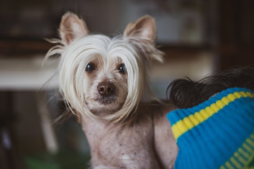 Chinese Crested-min