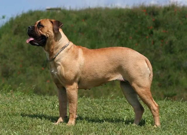 Bull-Mastiff-is-one-of-the-most-aggressive-dogs