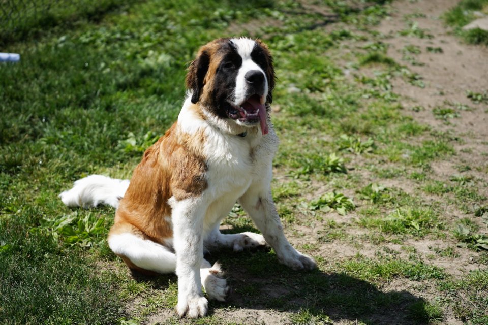 St. Bernard-min