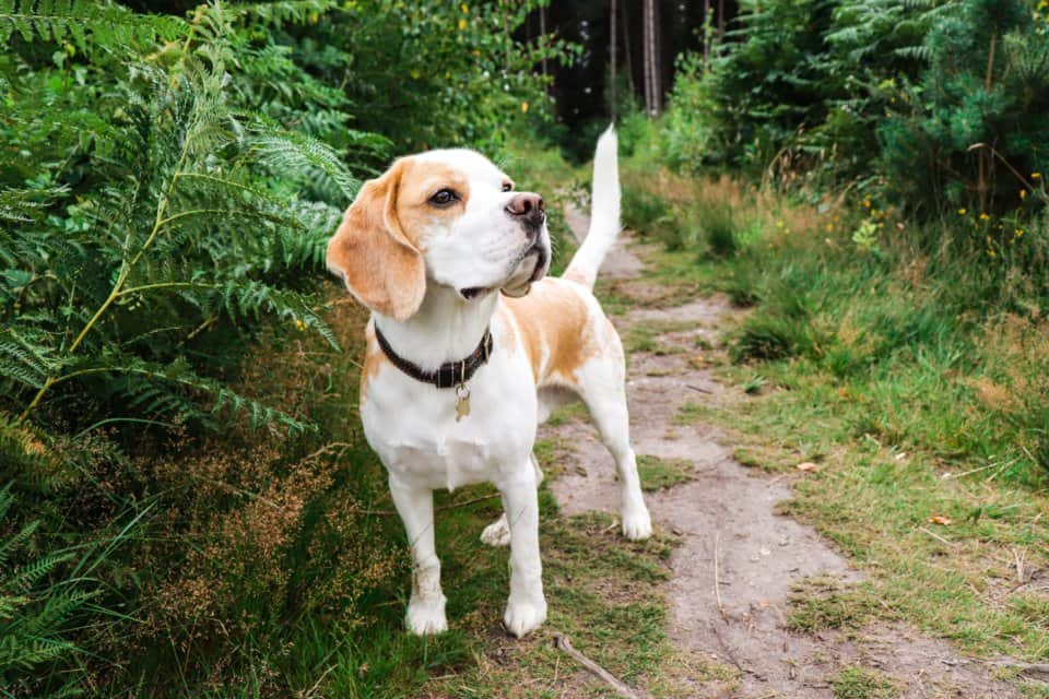 beagle-najlepsze-psy-dla-pracujacych-min